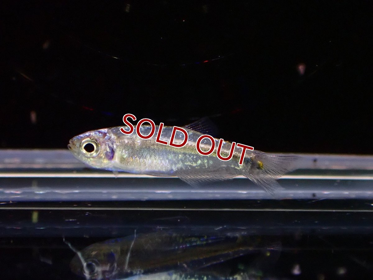 画像5: 【淡水魚】レア種 プラチナカラシン sp タイプ2 ペルー産 ワイルド【1匹 サンプル画像】（珍カラ）（生体）（熱帯魚）NKCK (5)