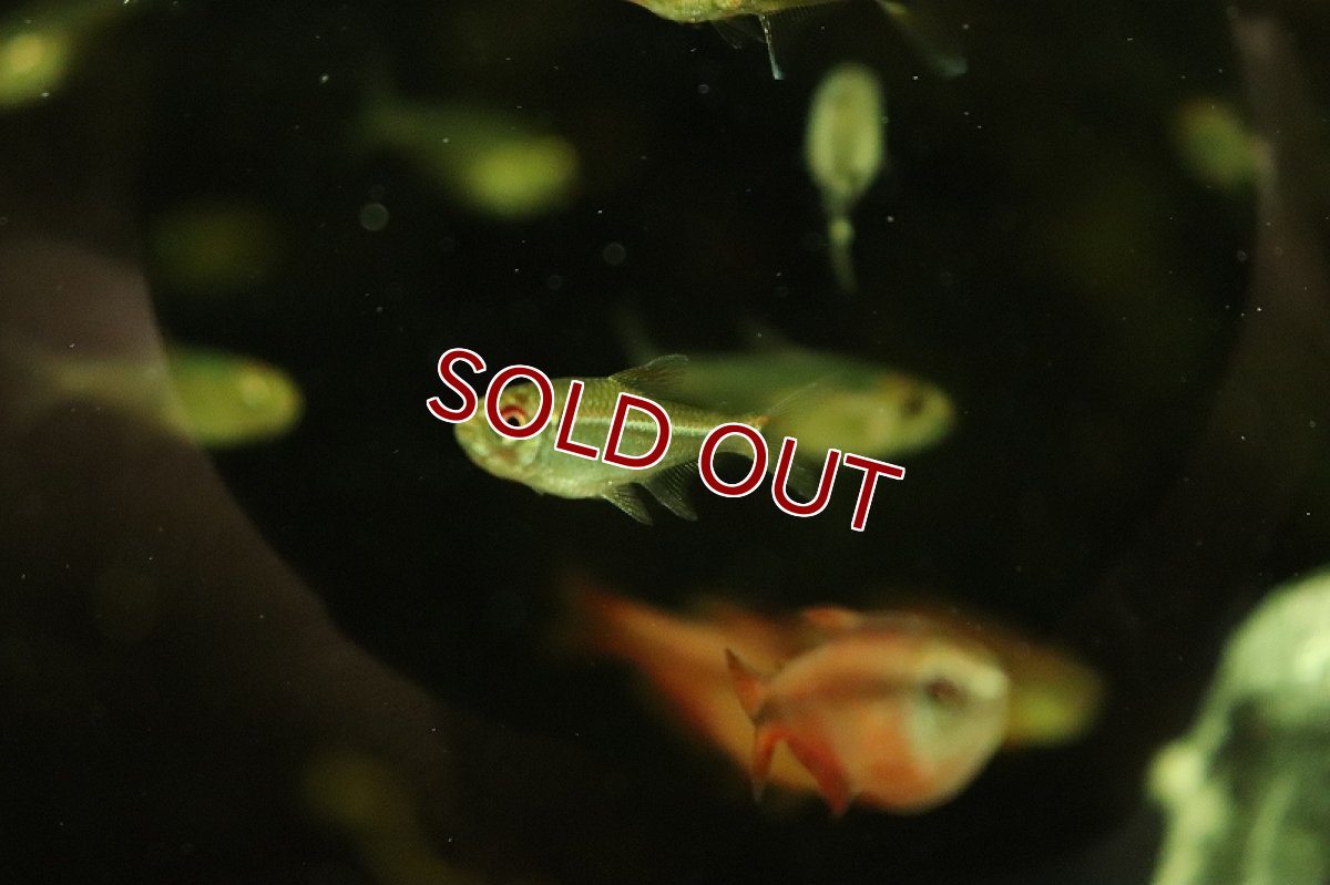 画像2: 【淡水魚】レッドチークテトラ ラーゴ ジャナウアカ産 ワイルド【1匹 サンプル画像】（珍カラ）（生体）（熱帯魚）NKCK (2)