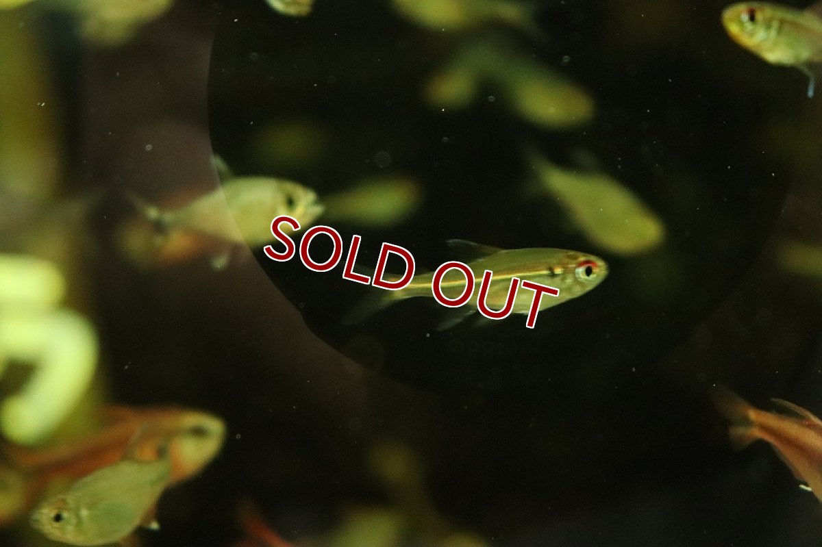 画像3: 【淡水魚】レッドチークテトラ ラーゴ ジャナウアカ産 ワイルド【1匹 サンプル画像】（珍カラ）（生体）（熱帯魚）NKCK (3)