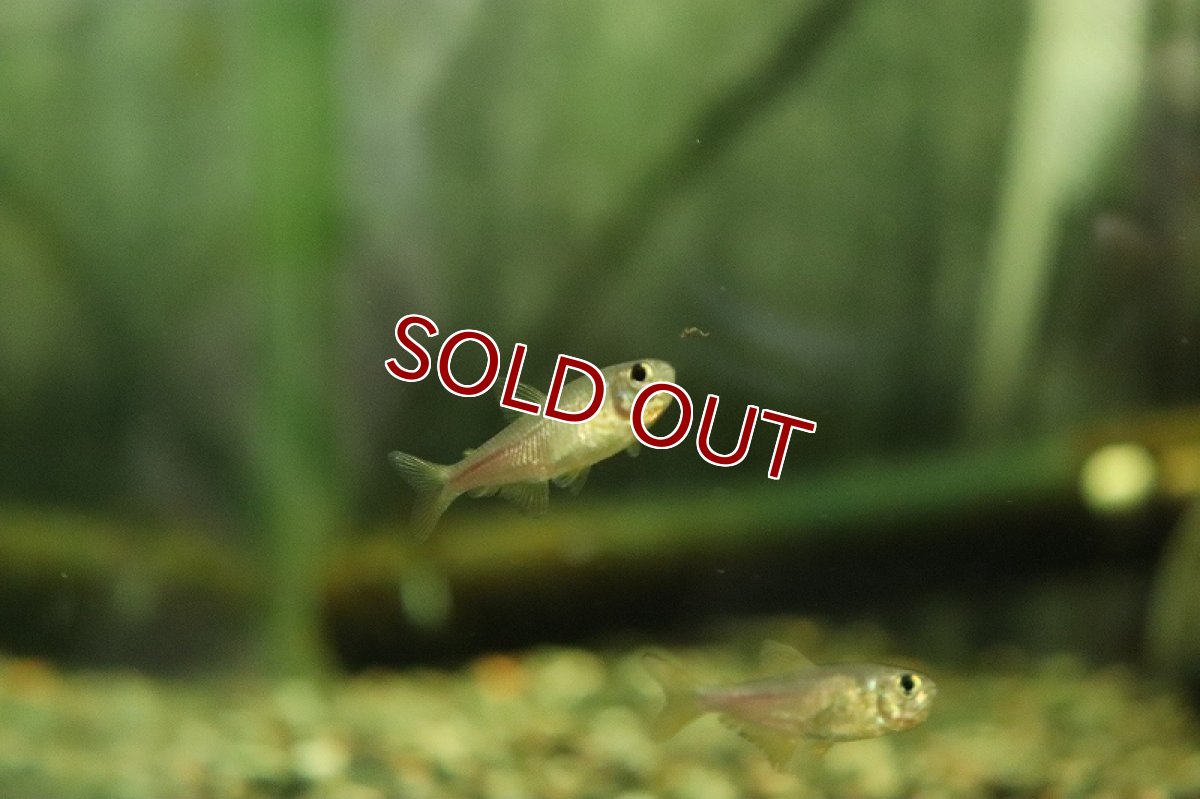 画像2: 【淡水魚】【通販】ピンクレモンテトラ イタパリカ産 ワイルド【1匹 サンプル画像】（珍カラ）（生体）（熱帯魚）NKCK (2)
