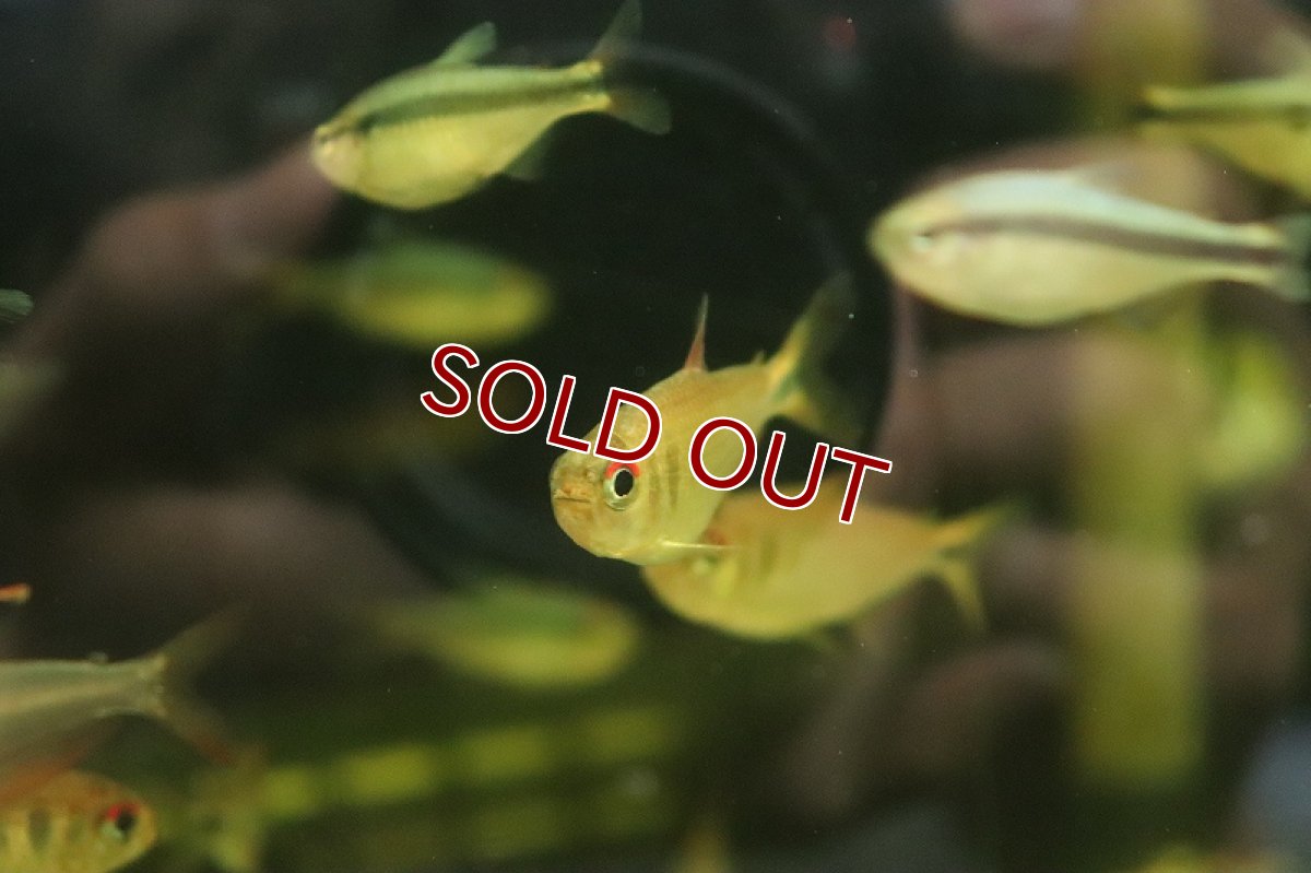 画像2: 【淡水魚】新種 イエローローズモンクホーシャ アルトリオヴァウペス産 ワイルド【1匹 サンプル画像】（珍カラ）（生体）（熱帯魚）NKCK (2)