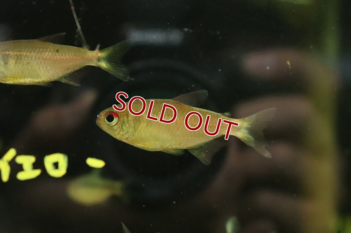 画像3: 【淡水魚】新種 イエローローズモンクホーシャ アルトリオヴァウペス産 ワイルド【1匹 サンプル画像】（珍カラ）（生体）（熱帯魚）NKCK (3)