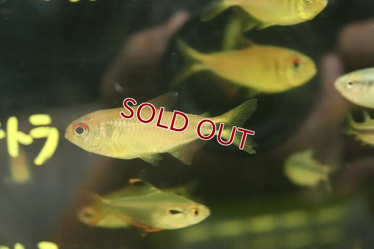 画像4: 【淡水魚】新種 イエローローズモンクホーシャ アルトリオヴァウペス産 ワイルド【1匹 サンプル画像】（珍カラ）（生体）（熱帯魚）NKCK (4)