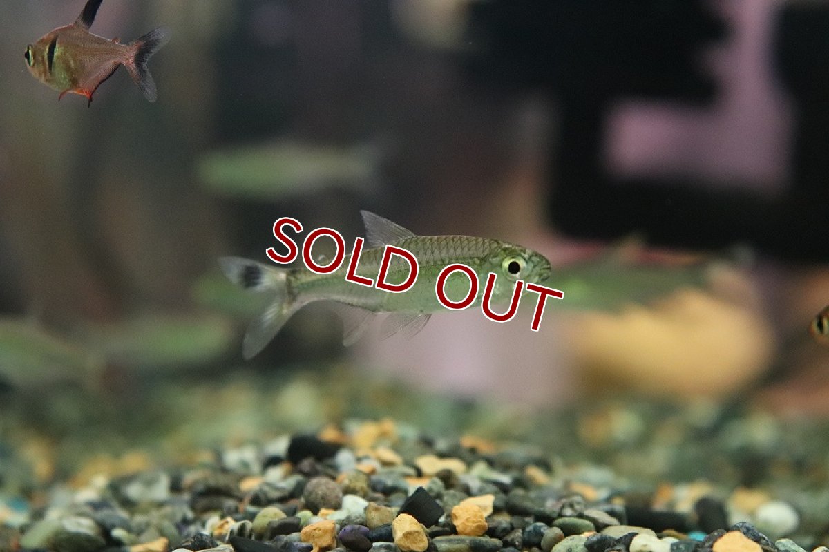 画像2: 【淡水魚】新産地 シザーステールカラシン アルトリオヴァウペス産 ワイルド【1匹 サンプル画像】（珍カラ）（生体）（熱帯魚）NKCK (2)