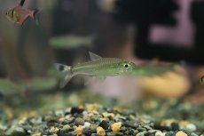 画像2: 【淡水魚】【通販】新産地 シザーステールカラシン アルトリオヴァウペス産 ワイルド【1匹 サンプル画像】（珍カラ）（生体）（熱帯魚）NKCK (2)