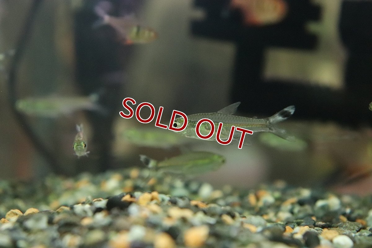 画像3: 【淡水魚】新産地 シザーステールカラシン アルトリオヴァウペス産 ワイルド【1匹 サンプル画像】（珍カラ）（生体）（熱帯魚）NKCK (3)