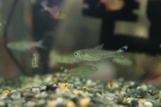 画像3: 【淡水魚】【通販】新産地 シザーステールカラシン アルトリオヴァウペス産 ワイルド【1匹 サンプル画像】（珍カラ）（生体）（熱帯魚）NKCK (3)