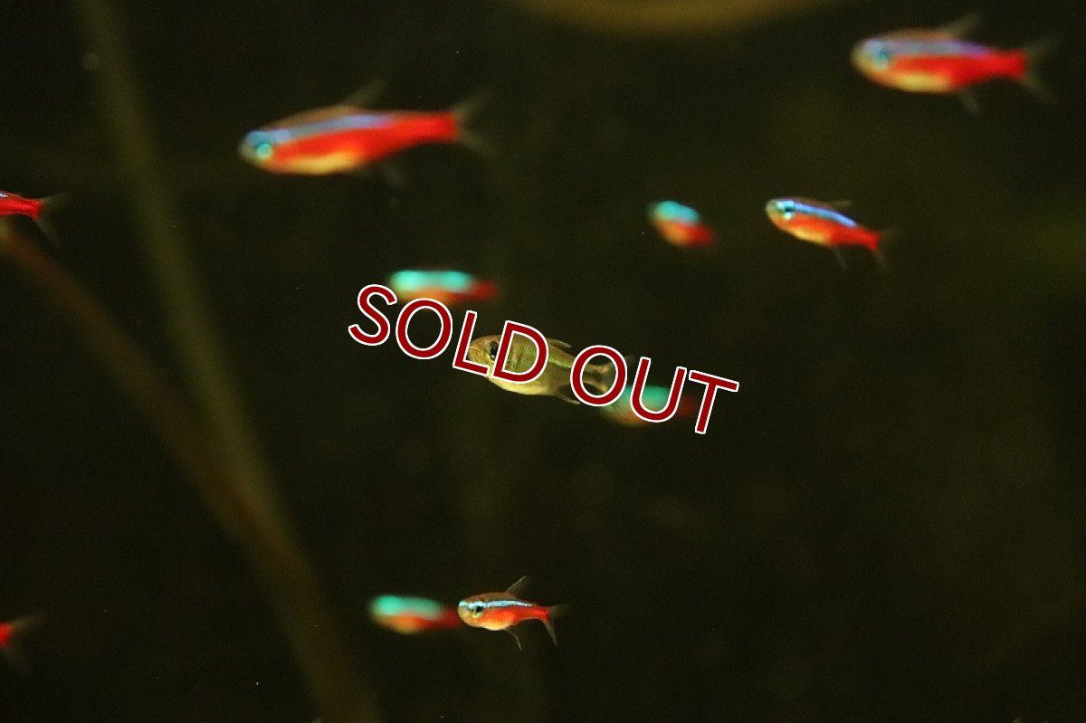 画像2: 【淡水魚】混じりカラシン ショートラインカージナルテトラの混じり【1匹 サンプル画像】（珍カラ）（生体）（熱帯魚）NKCK (2)