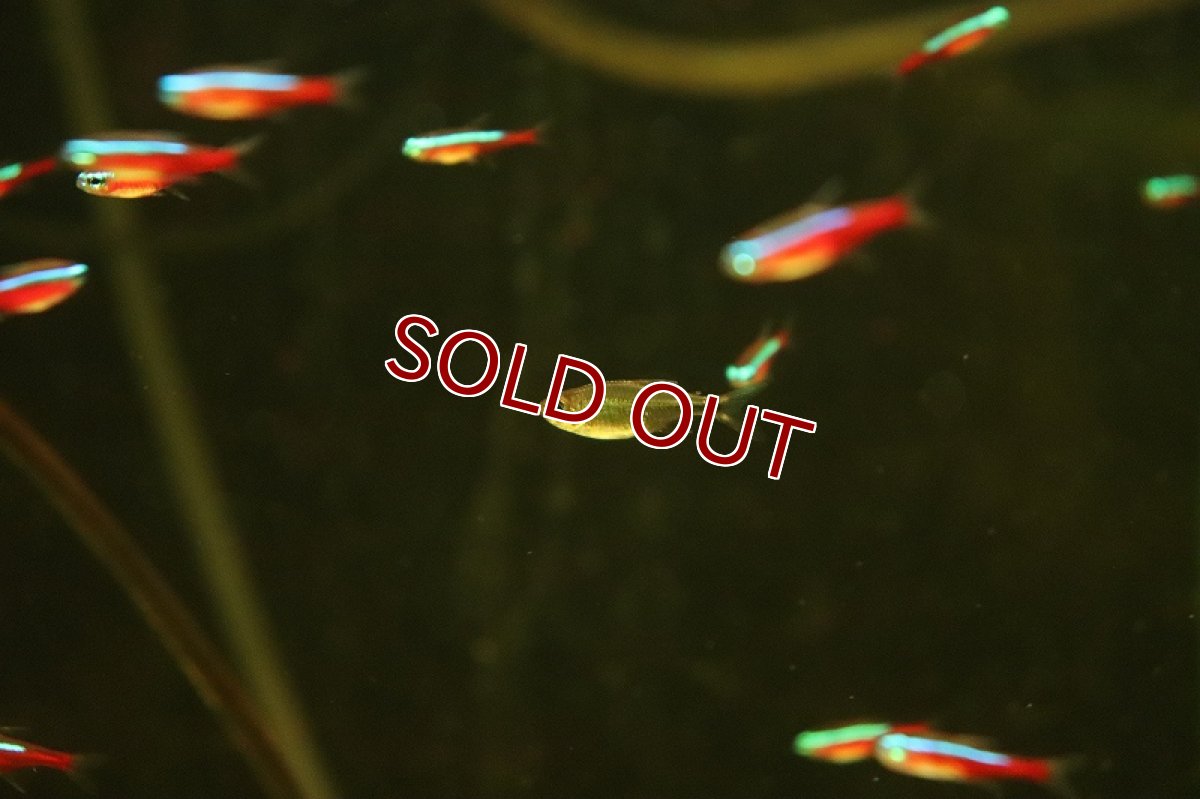 画像3: 【淡水魚】混じりカラシン ショートラインカージナルテトラの混じり【1匹 サンプル画像】（珍カラ）（生体）（熱帯魚）NKCK (3)