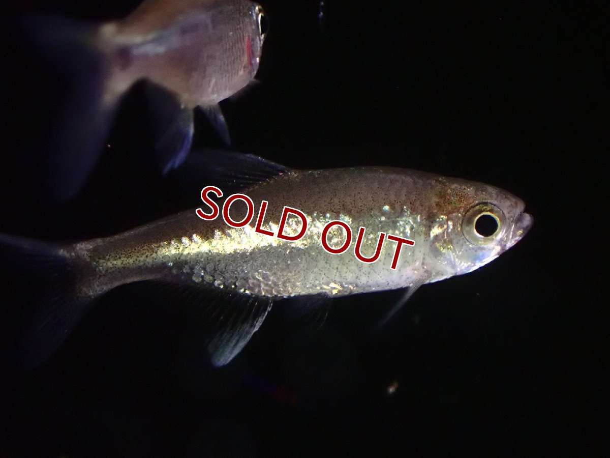 画像2: 【淡水魚】混じりカラシン ブルーリボンテトラIIの混じり【1匹 サンプル画像】（珍カラ）（生体）（熱帯魚）NKCK (2)