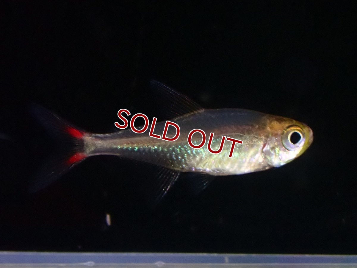 画像2: 【淡水魚】混じりカラシン ファラガテトラの混じり 多分ウォルターレッド【1匹 サンプル画像】（珍カラ）（生体）（熱帯魚）NKCK (2)