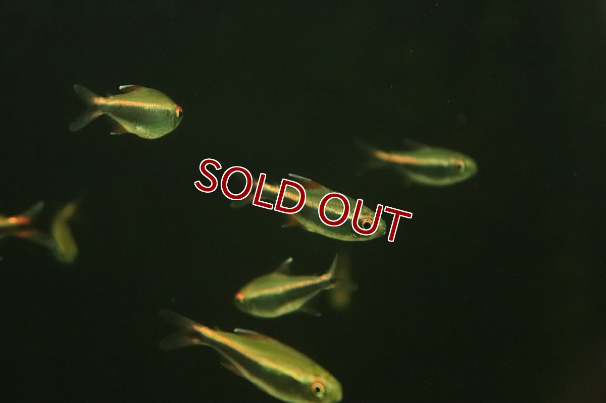 画像2: 【淡水魚】ハイフェソブリコン ペルビアヌス ワイルド【1匹 サンプル画像】（珍カラ）（生体）（熱帯魚）NKCK (2)