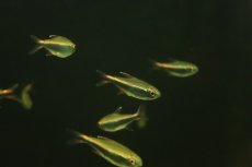 画像2: 【淡水魚】【通販】ハイフェソブリコン ペルビアヌス ワイルド【1匹 サンプル画像】（珍カラ）（生体）（熱帯魚）NKCK (2)