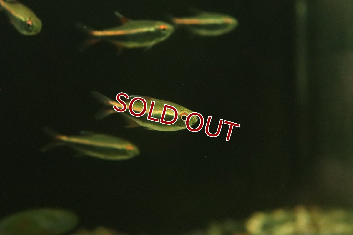 画像3: 【淡水魚】ハイフェソブリコン ペルビアヌス ワイルド【1匹 サンプル画像】（珍カラ）（生体）（熱帯魚）NKCK (3)