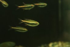 画像3: 【淡水魚】【通販】ハイフェソブリコン ペルビアヌス ワイルド【1匹 サンプル画像】（珍カラ）（生体）（熱帯魚）NKCK (3)