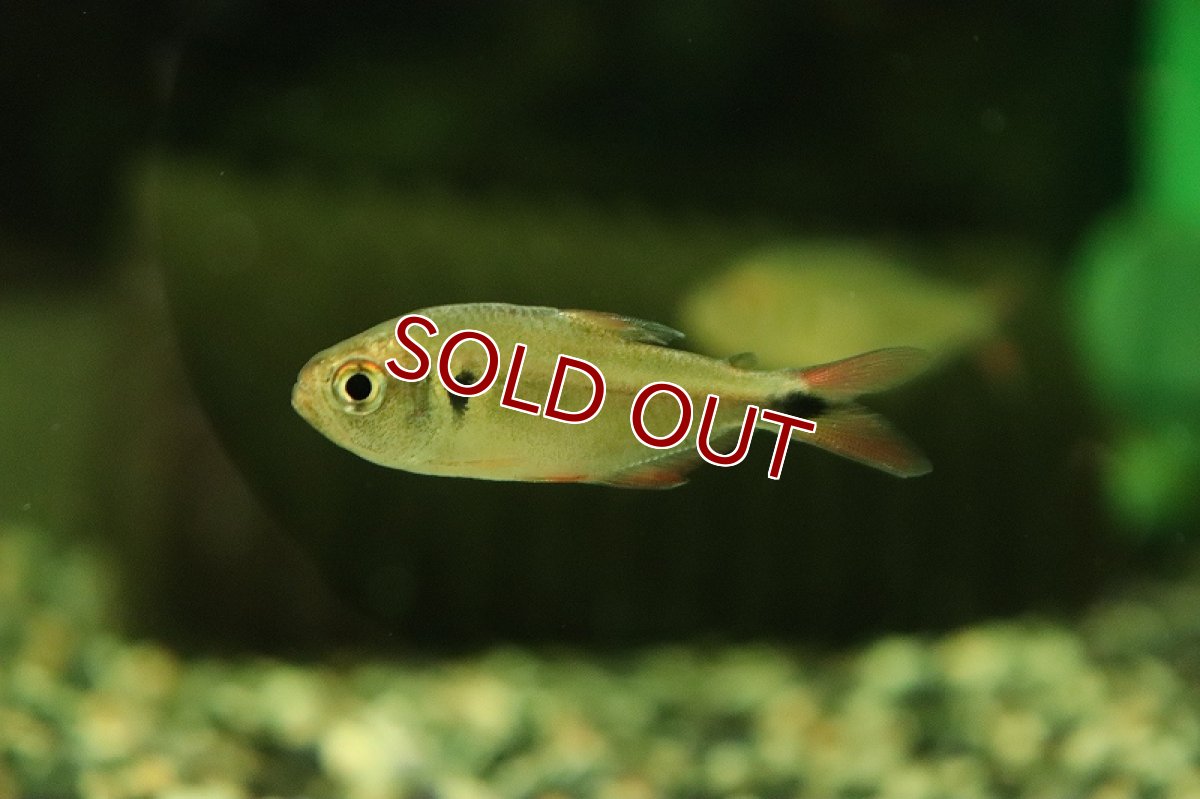 画像2: 【淡水魚】ベルファイヤーテトラ イガラッペ ジャトゥアラナ産 ワイルド【1匹 サンプル画像】（珍カラ）（生体）（熱帯魚）NKCK (2)