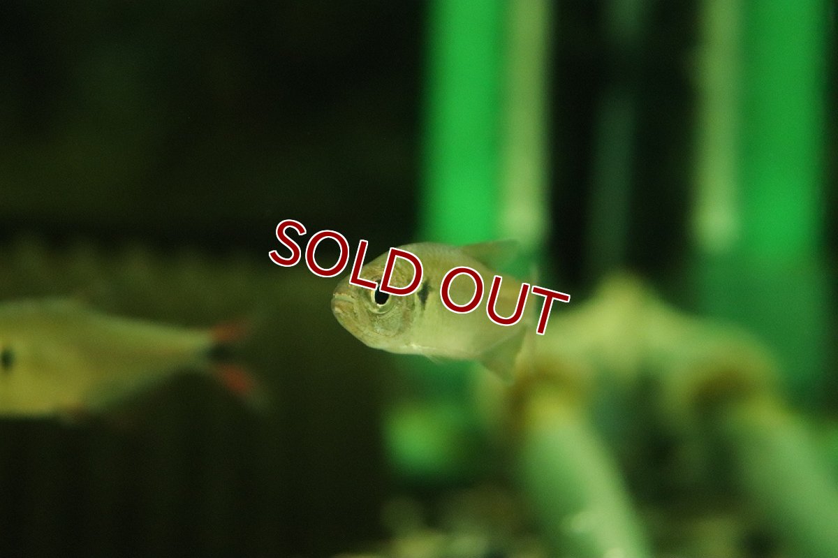 画像3: 【淡水魚】ベルファイヤーテトラ イガラッペ ジャトゥアラナ産 ワイルド【1匹 サンプル画像】（珍カラ）（生体）（熱帯魚）NKCK (3)