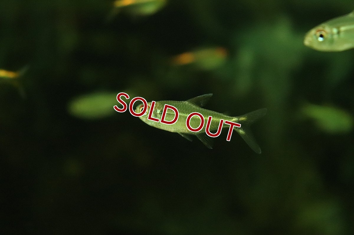 画像2: 【淡水魚】ニューロイヤルホタルテトラ イガラッペ ジャトゥアラナ産 ワイルド【1匹 サンプル画像】（珍カラ）（生体）（熱帯魚）NKCK (2)