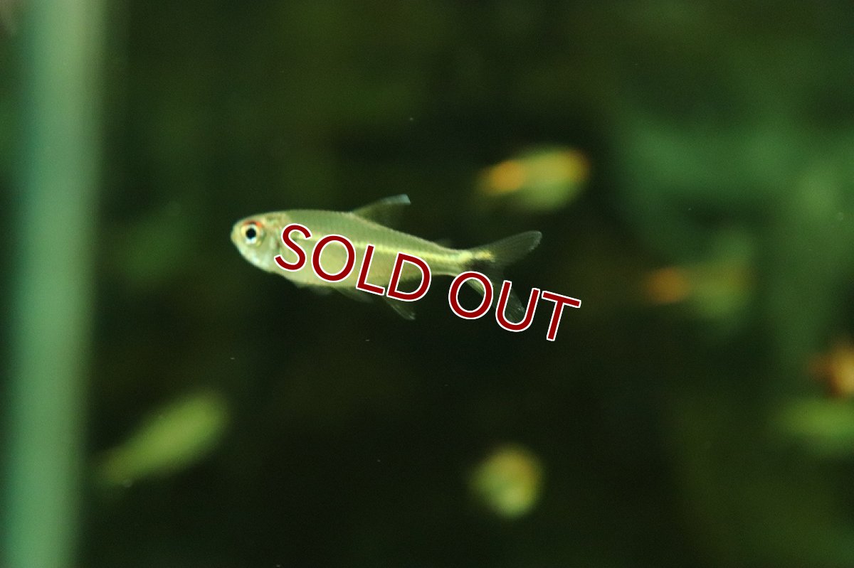 画像3: 【淡水魚】ニューロイヤルホタルテトラ イガラッペ ジャトゥアラナ産 ワイルド【1匹 サンプル画像】（珍カラ）（生体）（熱帯魚）NKCK (3)