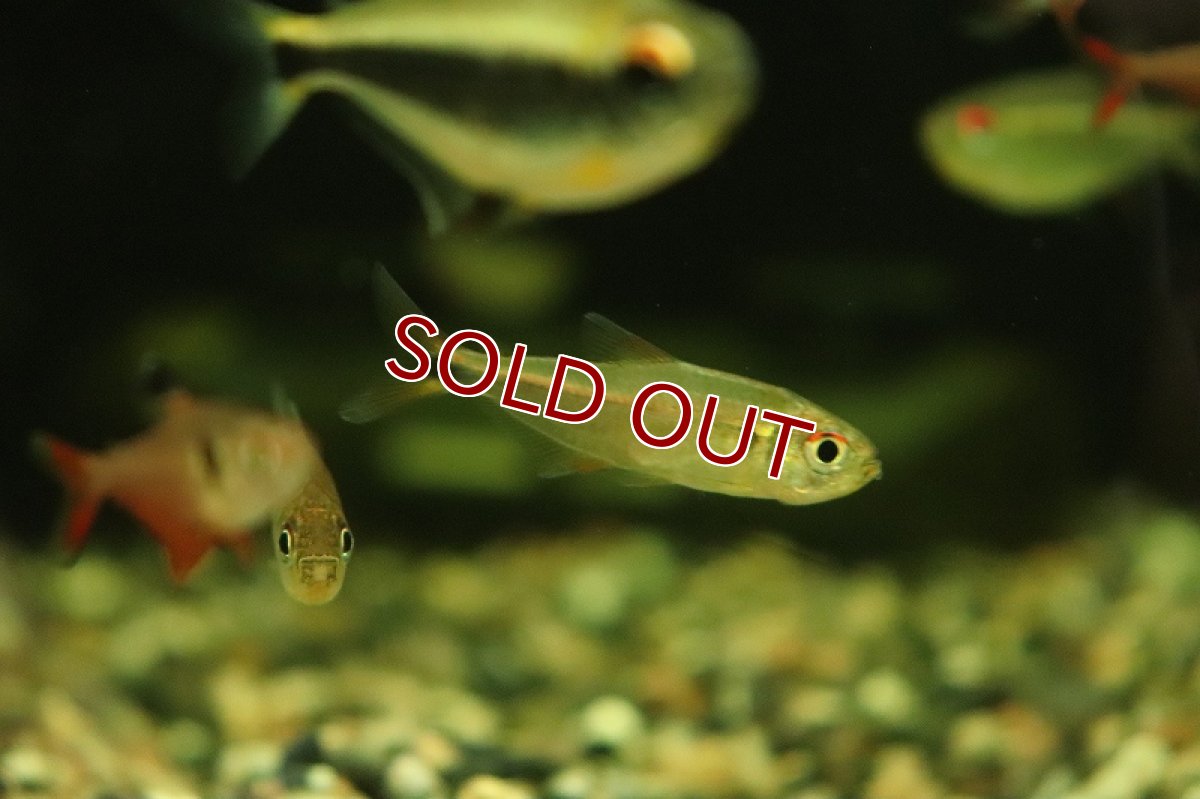 画像2: 【淡水魚】ジャトゥアラナテトラ イガラッペ ジャトゥアラナ産 ワイルド【1匹 サンプル画像】（珍カラ）（生体）（熱帯魚）NKCK (2)