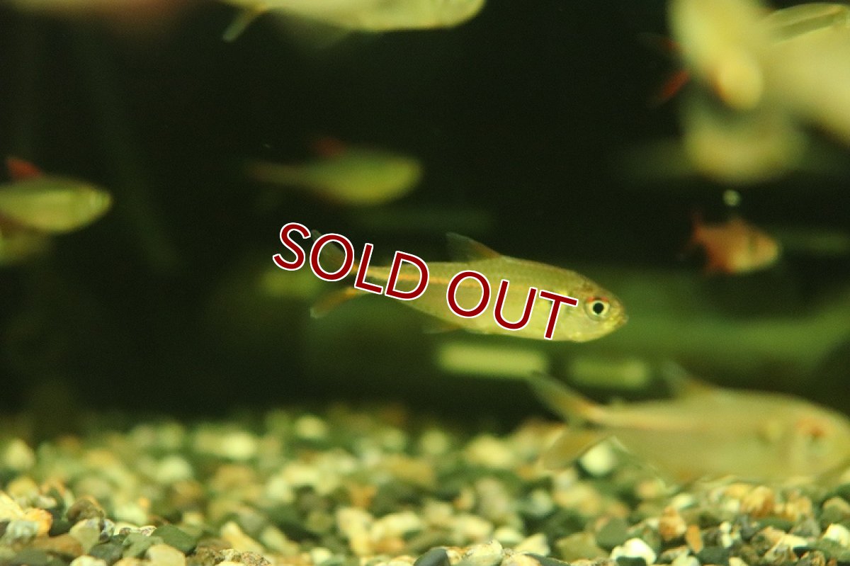 画像3: 【淡水魚】ジャトゥアラナテトラ イガラッペ ジャトゥアラナ産 ワイルド【1匹 サンプル画像】（珍カラ）（生体）（熱帯魚）NKCK (3)