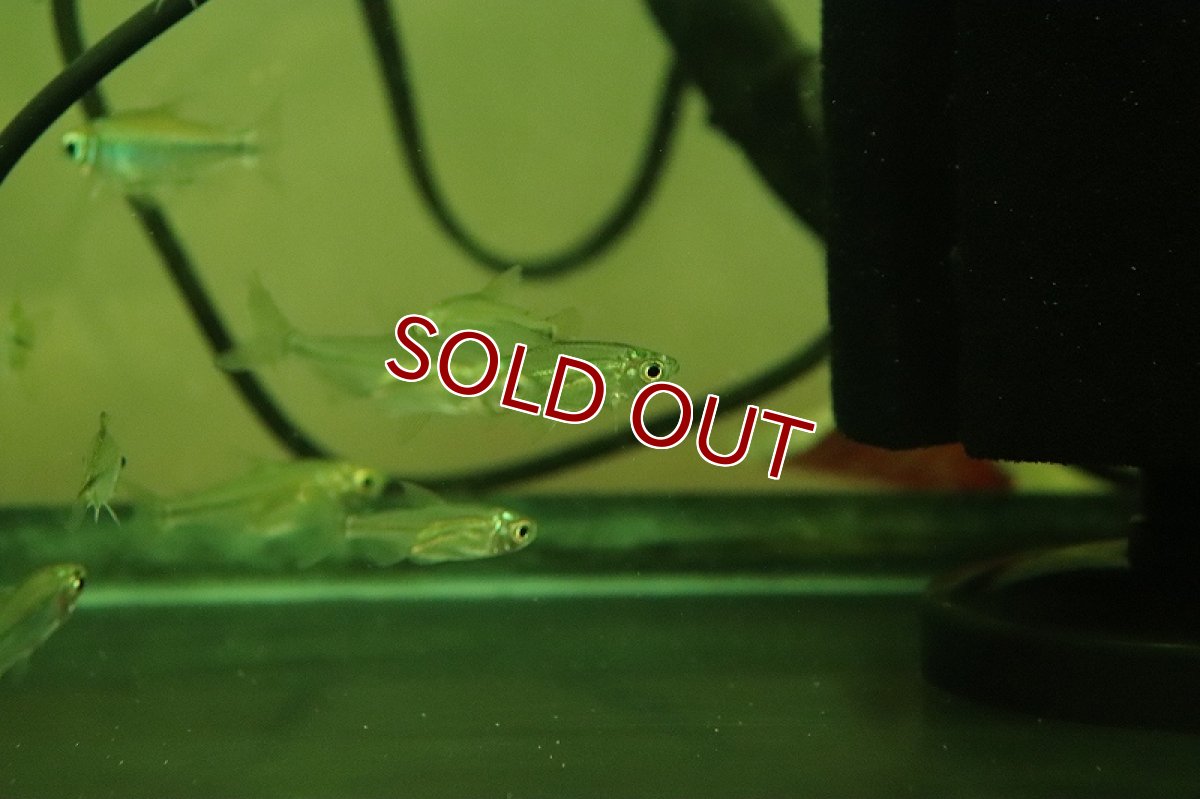 画像2: 【淡水魚】特価 イエローコンゴテトラ ワイルド【1匹 サンプル画像】（珍カラ）（生体）（熱帯魚）NKCK (2)