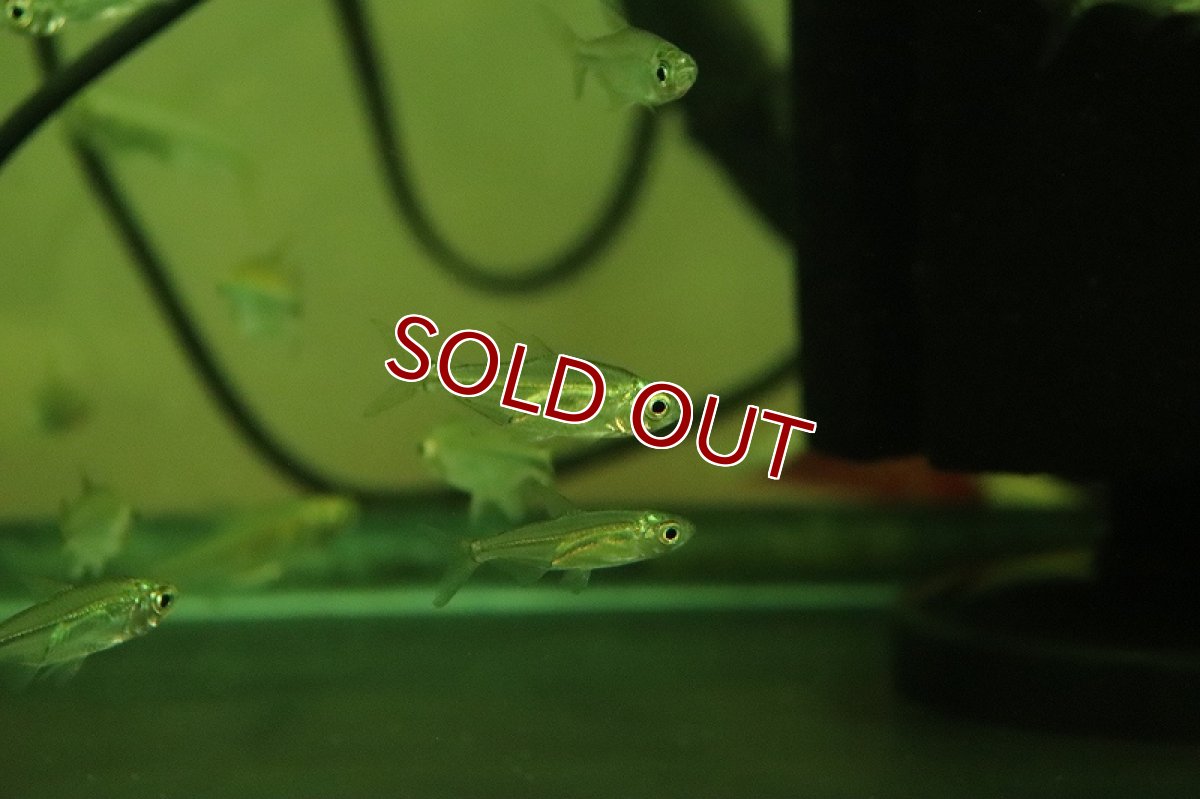 画像3: 【淡水魚】特価 イエローコンゴテトラ ワイルド【1匹 サンプル画像】（珍カラ）（生体）（熱帯魚）NKCK (3)