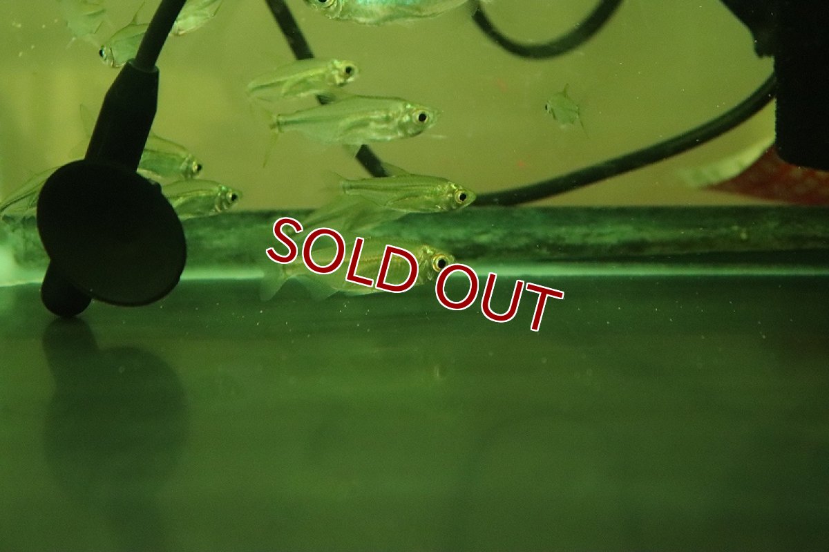 画像4: 【淡水魚】特価 イエローコンゴテトラ ワイルド【1匹 サンプル画像】（珍カラ）（生体）（熱帯魚）NKCK (4)