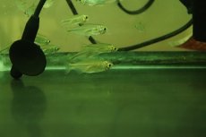 画像4: 【淡水魚】【通販】特価 イエローコンゴテトラ ワイルド【1匹 サンプル画像】（珍カラ）（生体）（熱帯魚）NKCK (4)