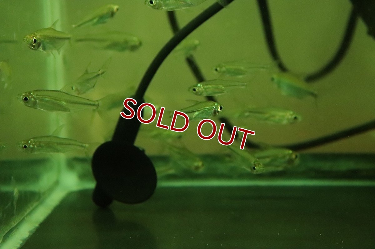 画像5: 【淡水魚】特価 イエローコンゴテトラ ワイルド【1匹 サンプル画像】（珍カラ）（生体）（熱帯魚）NKCK (5)