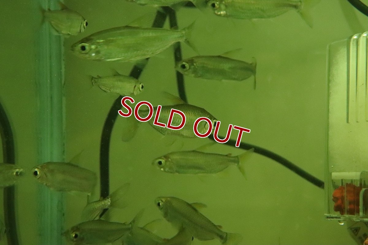 画像2: 【淡水魚】特価 レインボーコンゴテトラ ルケニ ワイルド【1匹 サンプル画像】（珍カラ）（生体）（熱帯魚）NKCK (2)