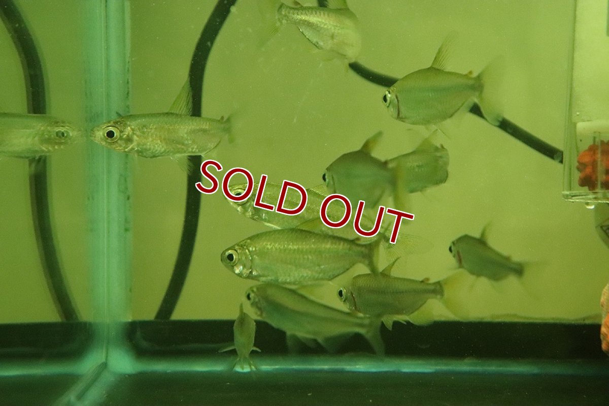 画像3: 【淡水魚】特価 レインボーコンゴテトラ ルケニ ワイルド【1匹 サンプル画像】（珍カラ）（生体）（熱帯魚）NKCK (3)