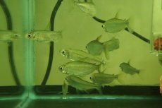 画像3: 【淡水魚】【通販】特価 レインボーコンゴテトラ ルケニ ワイルド【1匹 サンプル画像】（珍カラ）（生体）（熱帯魚）NKCK (3)