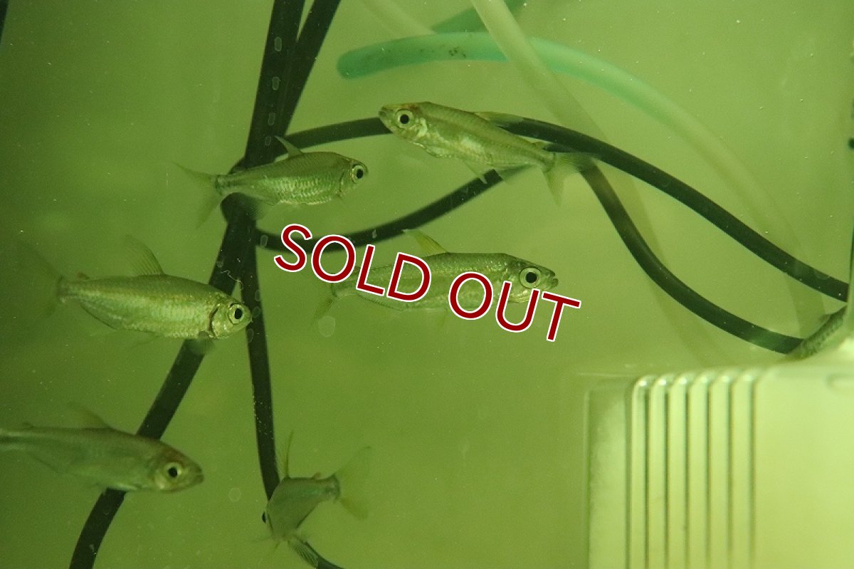 画像4: 【淡水魚】特価 レインボーコンゴテトラ ルケニ ワイルド【1匹 サンプル画像】（珍カラ）（生体）（熱帯魚）NKCK (4)