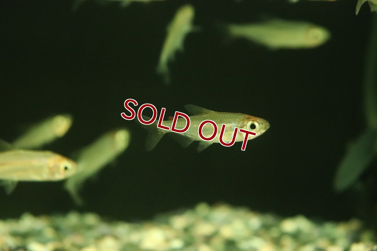 画像2: 【淡水魚】特価 レッドレインボーコンゴテトラ ワイルド【1匹 サンプル画像】（珍カラ）（生体）（熱帯魚）NKCK (2)