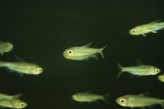 画像3: 【淡水魚】【通販】特価 レッドレインボーコンゴテトラ ワイルド【1匹 サンプル画像】（珍カラ）（生体）（熱帯魚）NKCK (3)