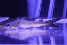 画像1: 【淡水魚】【通販】爆安 今回限定 サーモンキャット【1匹 サンプル画像】(±13-15cm)（大型魚）（生体）（熱帯魚）NKO (1)