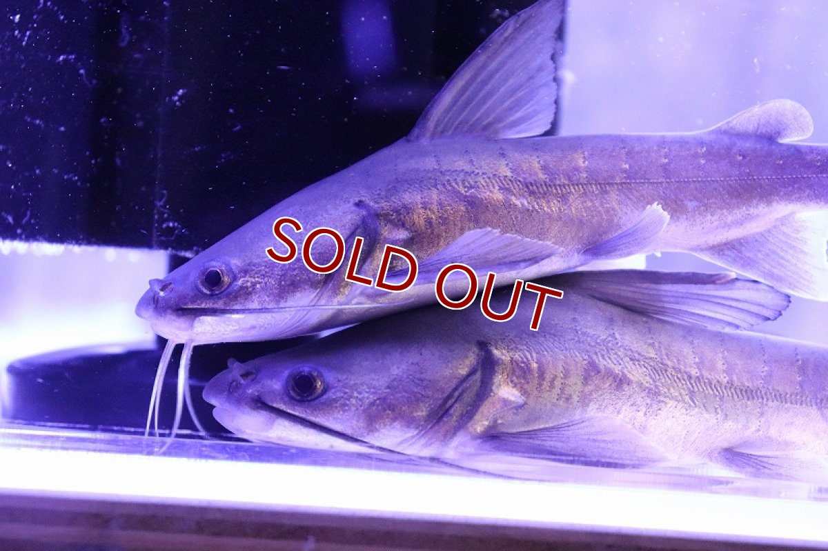 画像3: 【淡水魚】爆安 今回限定 サーモンキャット【1匹 サンプル画像】(±13-15cm)（大型魚）（生体）（熱帯魚）NKO (3)