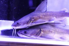 画像3: 【淡水魚】【通販】爆安 今回限定 サーモンキャット【1匹 サンプル画像】(±13-15cm)（大型魚）（生体）（熱帯魚）NKO (3)