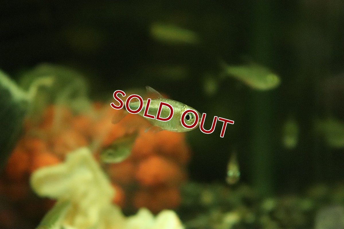 画像2: 【淡水魚】激安レア種 プラチナ モンクホーシャ ロペシィ ワイルド【1匹 サンプル画像】（珍カラ）（生体）（熱帯魚）NKCK (2)