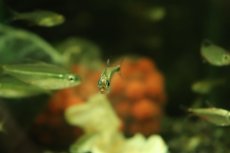 画像3: 【淡水魚】【通販】激安レア種 プラチナ モンクホーシャ ロペシィ ワイルド【1匹 サンプル画像】（珍カラ）（生体）（熱帯魚）NKCK (3)
