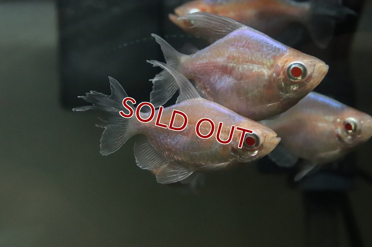 画像2: 【淡水魚】売り切りセール 激レア ショートボディ アルビノコンゴテトラ【1匹 サンプル画像】（珍カラ）（生体）（熱帯魚）NKCK (2)