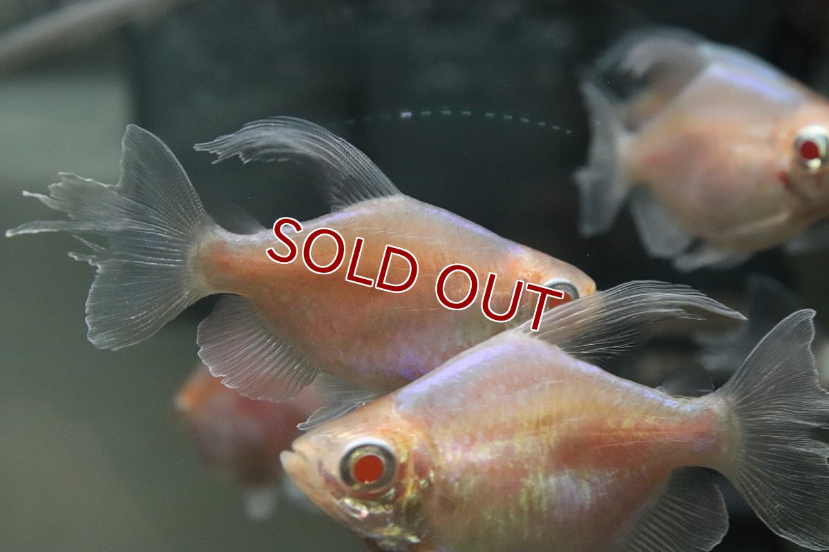 画像3: 【淡水魚】売り切りセール 激レア ショートボディ アルビノコンゴテトラ【1匹 サンプル画像】（珍カラ）（生体）（熱帯魚）NKCK (3)