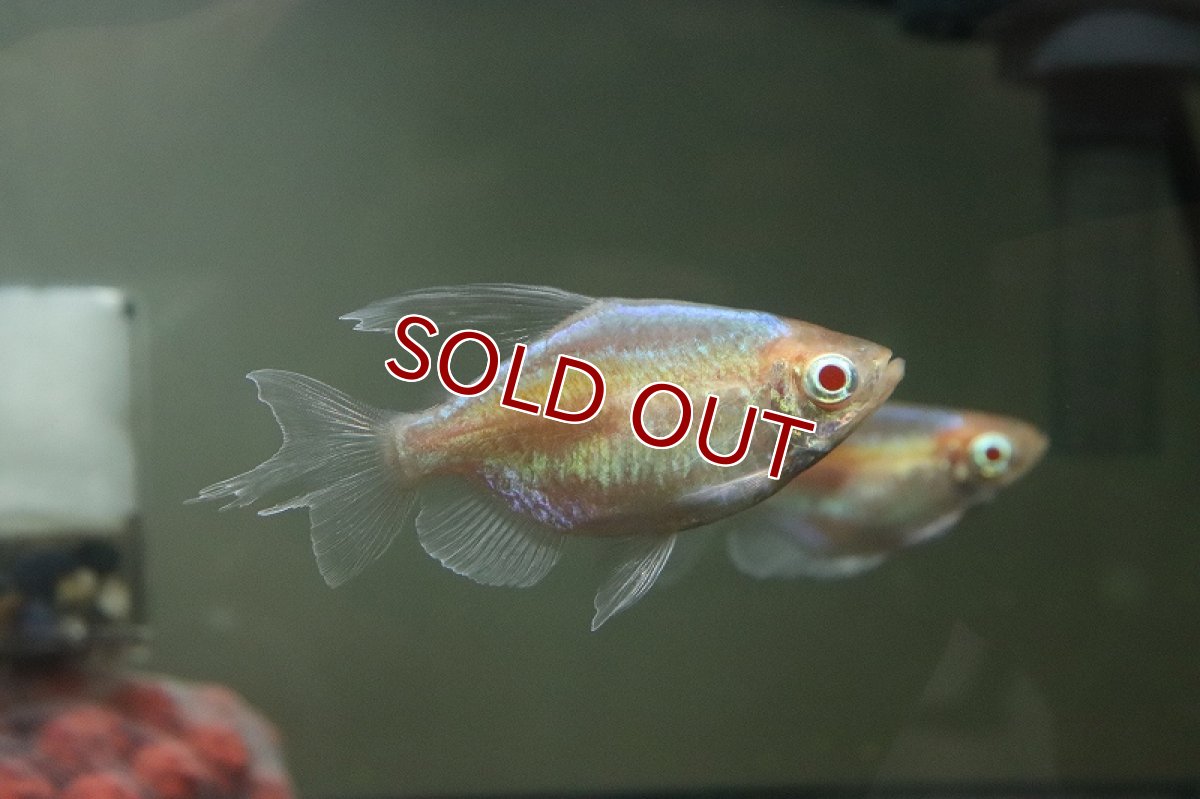 画像4: 【淡水魚】売り切りセール 激レア ショートボディ アルビノコンゴテトラ【1匹 サンプル画像】（珍カラ）（生体）（熱帯魚）NKCK (4)