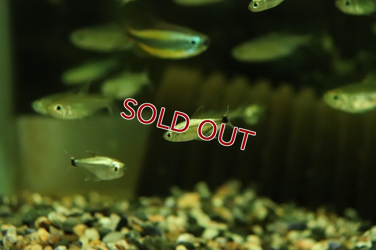 画像2: 【淡水魚】レア種 プラチナカラシン sp アルトシングー産 ワイルド【1匹 サンプル画像】（珍カラ）（生体）（熱帯魚）NKCK (2)