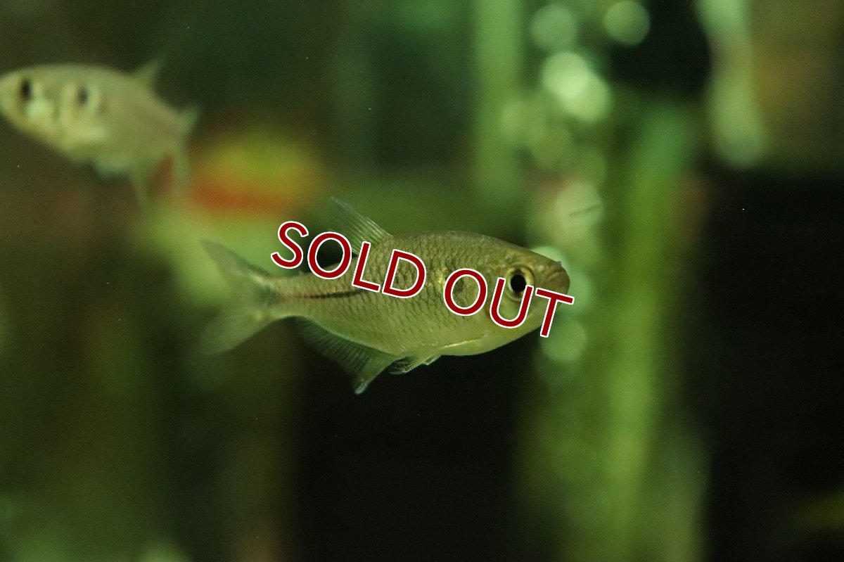 画像1: 【淡水魚】ブラックダイヤモンドテトラ ワイルド【1匹 サンプル画像】（珍カラ）（生体）（熱帯魚）NKCK (1)