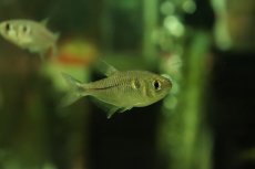 画像1: 【淡水魚】ブラックダイヤモンドテトラ ワイルド【1匹 サンプル画像】（珍カラ）（生体）（熱帯魚）NKCK (1)