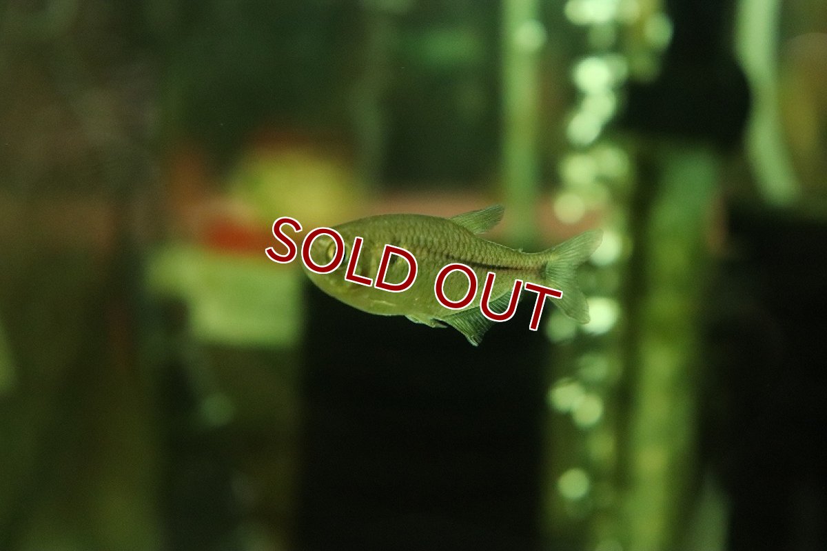 画像2: 【淡水魚】ブラックダイヤモンドテトラ ワイルド【1匹 サンプル画像】（珍カラ）（生体）（熱帯魚）NKCK (2)