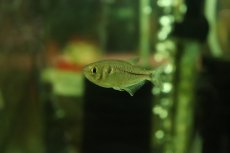 画像2: 【淡水魚】ブラックダイヤモンドテトラ ワイルド【1匹 サンプル画像】（珍カラ）（生体）（熱帯魚）NKCK (2)