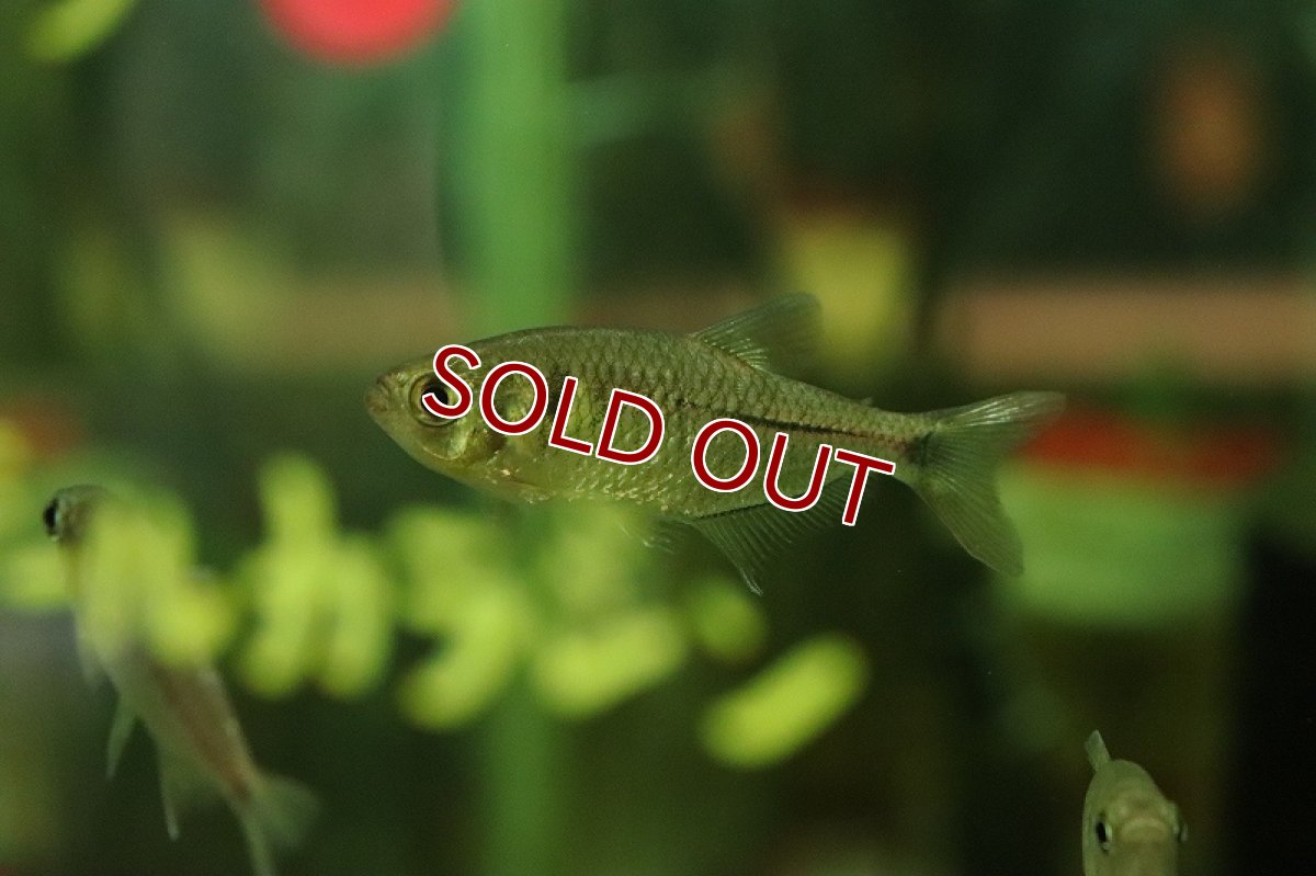 画像3: 【淡水魚】ブラックダイヤモンドテトラ ワイルド【1匹 サンプル画像】（珍カラ）（生体）（熱帯魚）NKCK (3)